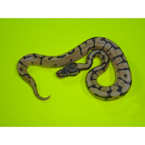 Ghost Enchi Spider Ball Pythons