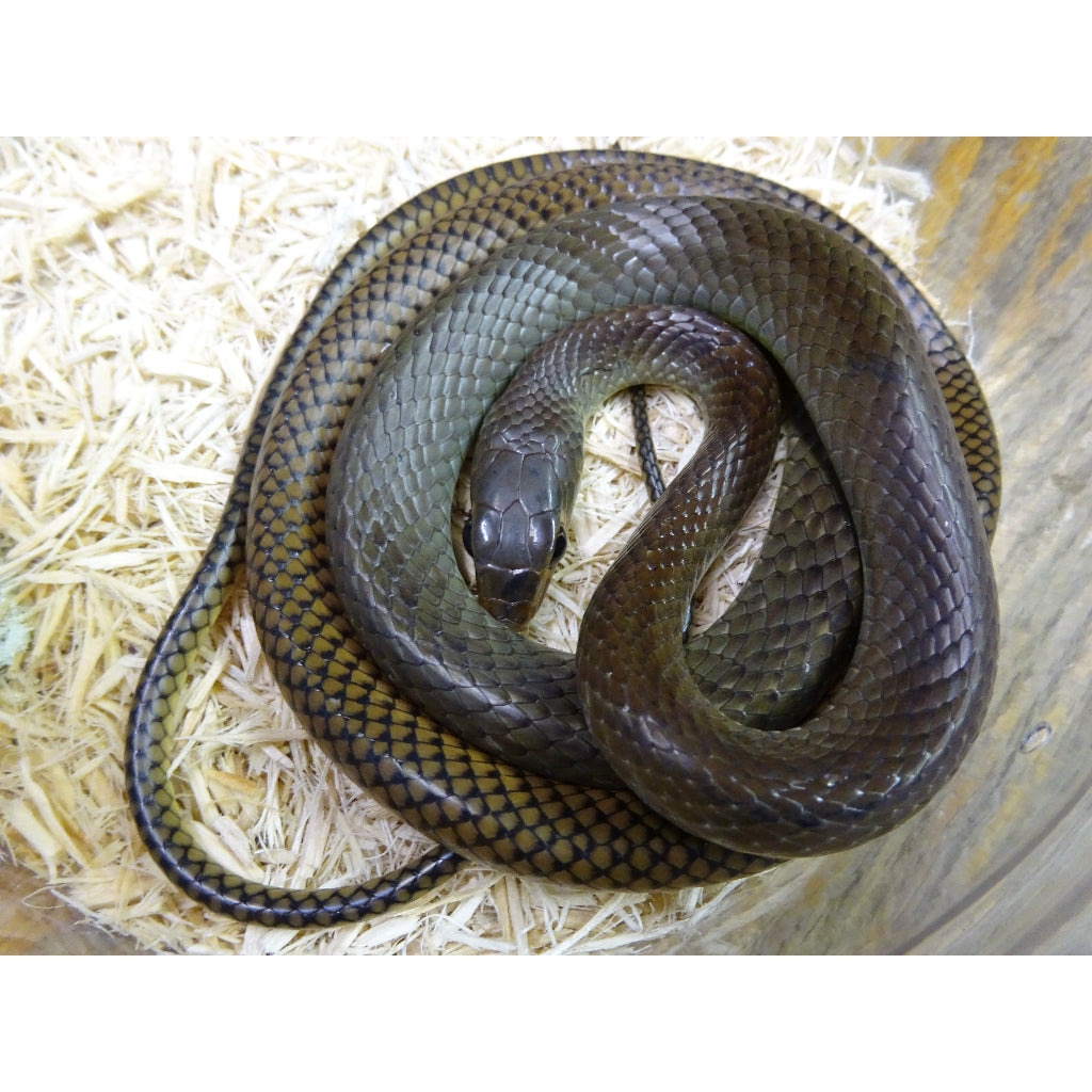 Pet Rat Snake Size
