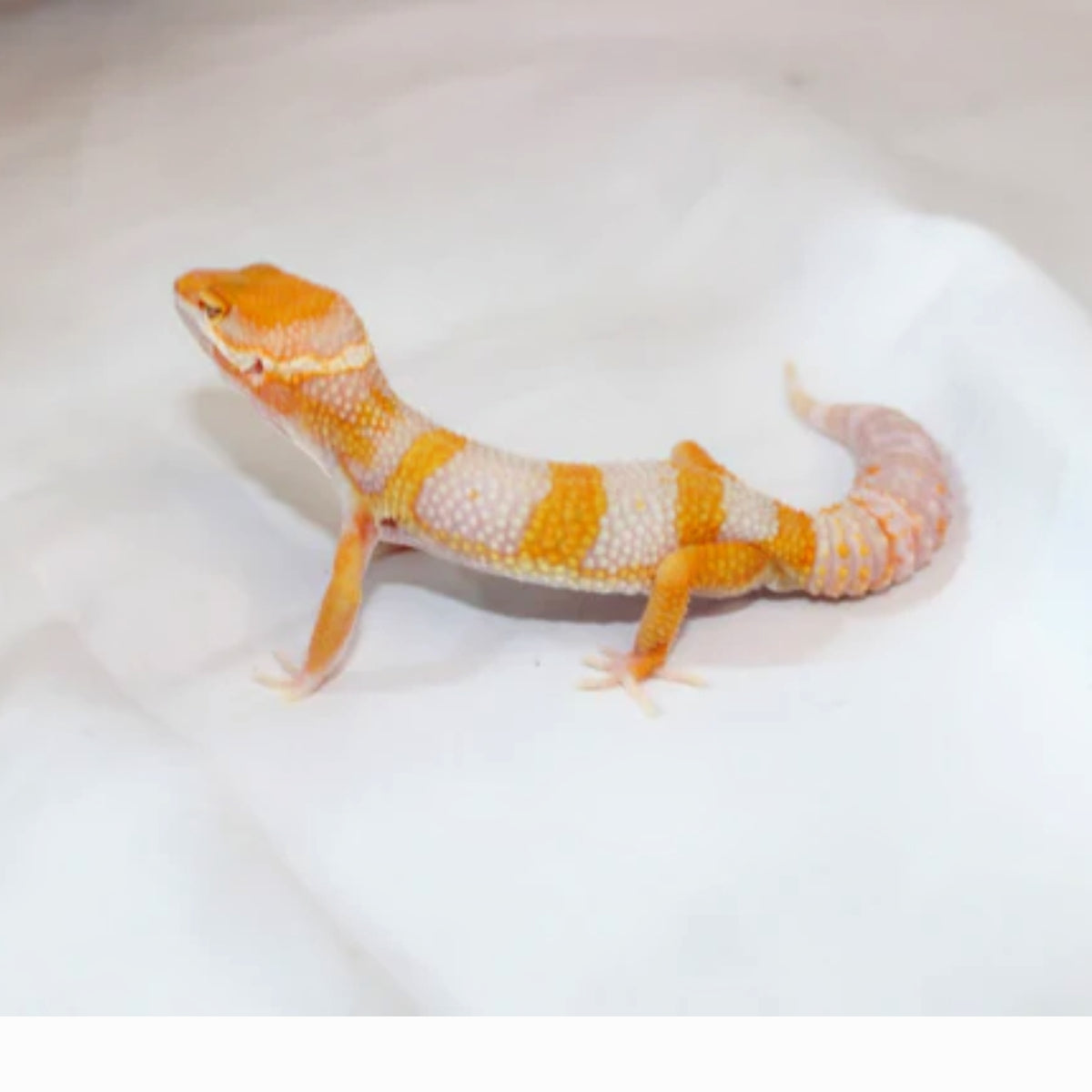 Tremper Albino Tangerine Leopard Gecko