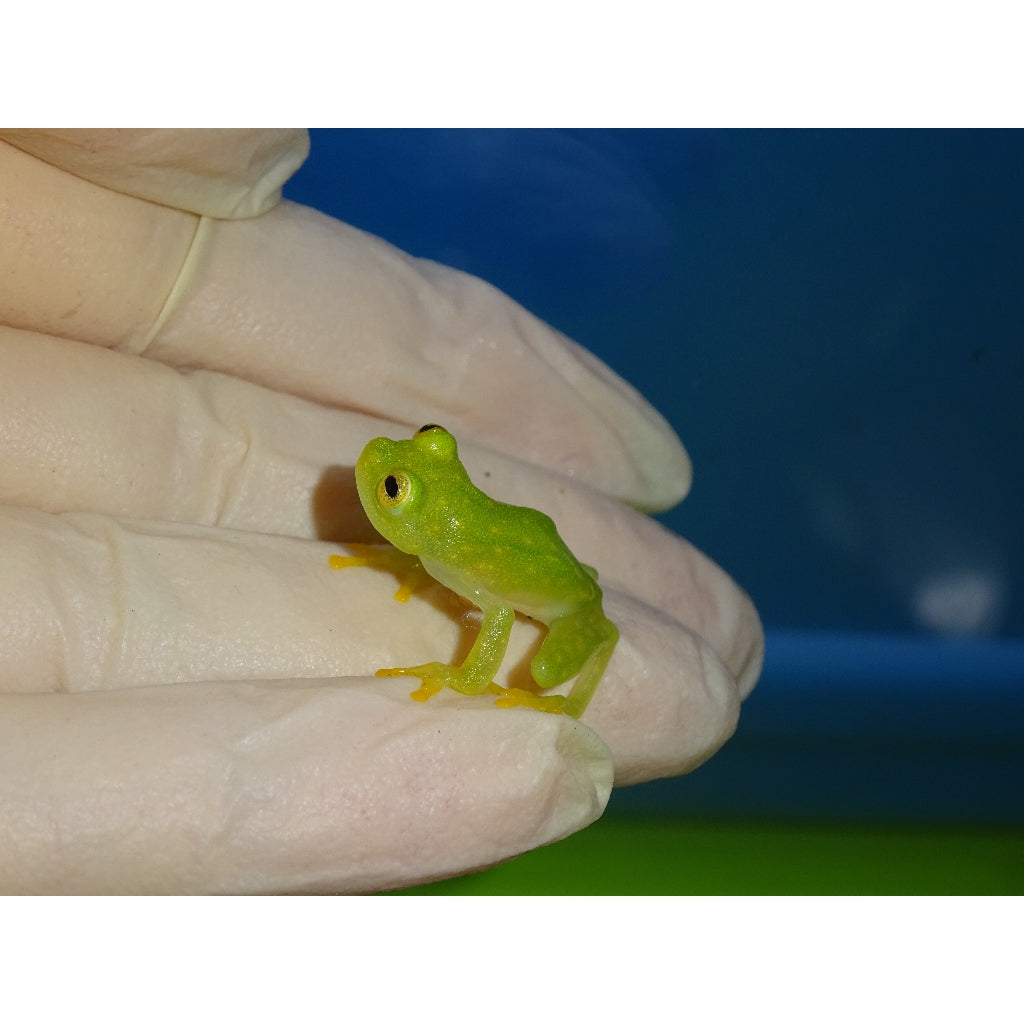 Glass Frogs for sale Big Apple Herp - Main Image