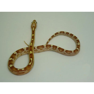 Gold Dust Motley Corn Snakes