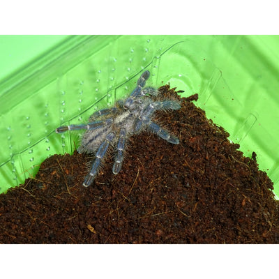 Gooty Sapphire Ornamental Tarantula