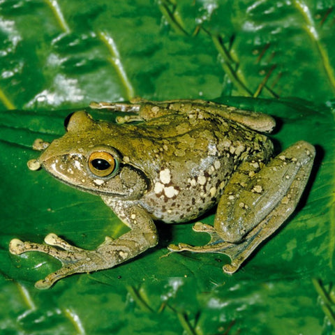 Goudot's Bright-Eyed Frog