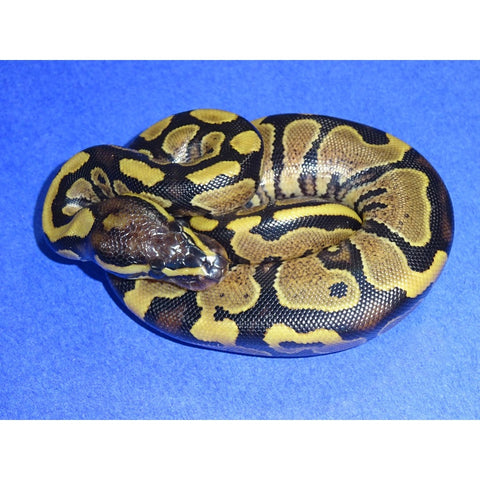Gravel Ball Pythons