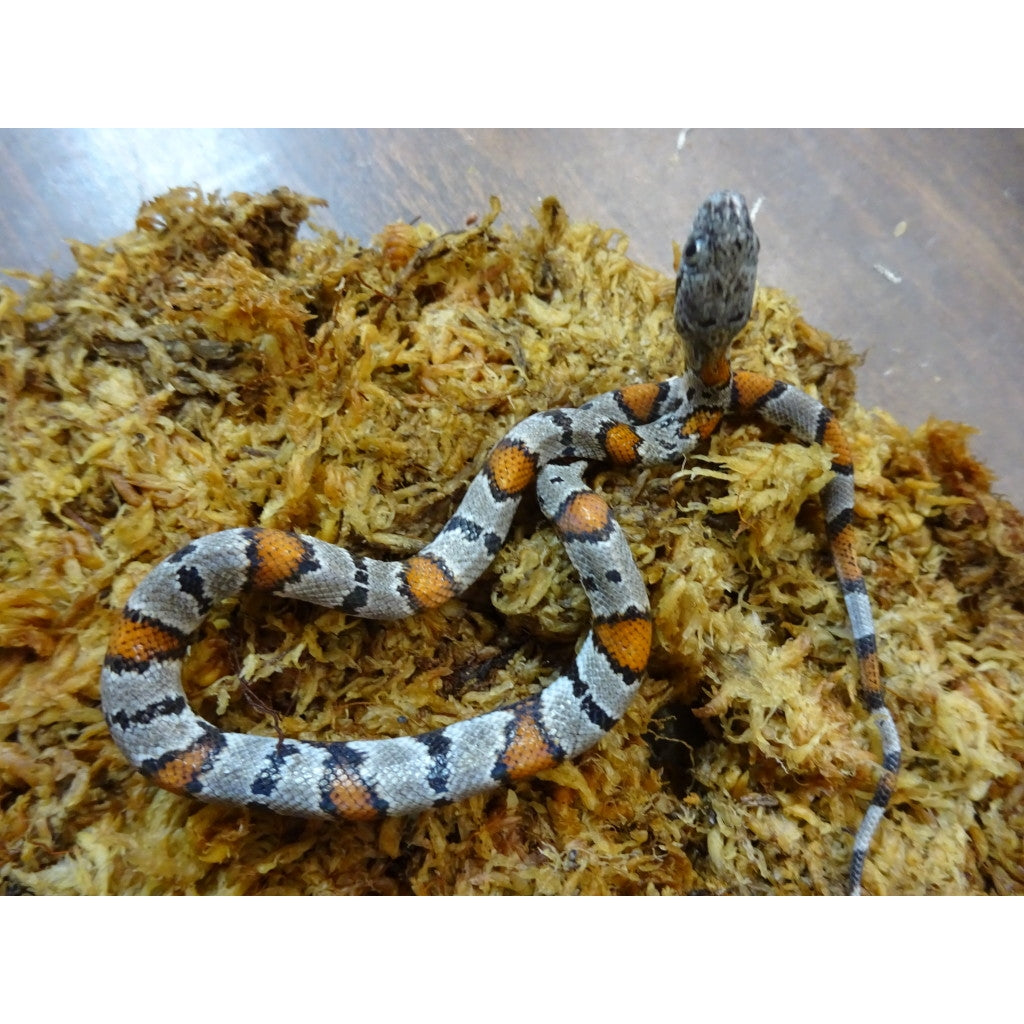 Gray-Banded-kingsnakes-for- Gray-Banded-kingsnakes-for-