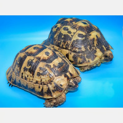 Greek Tortoises