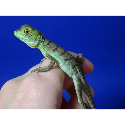 Green Basilisks