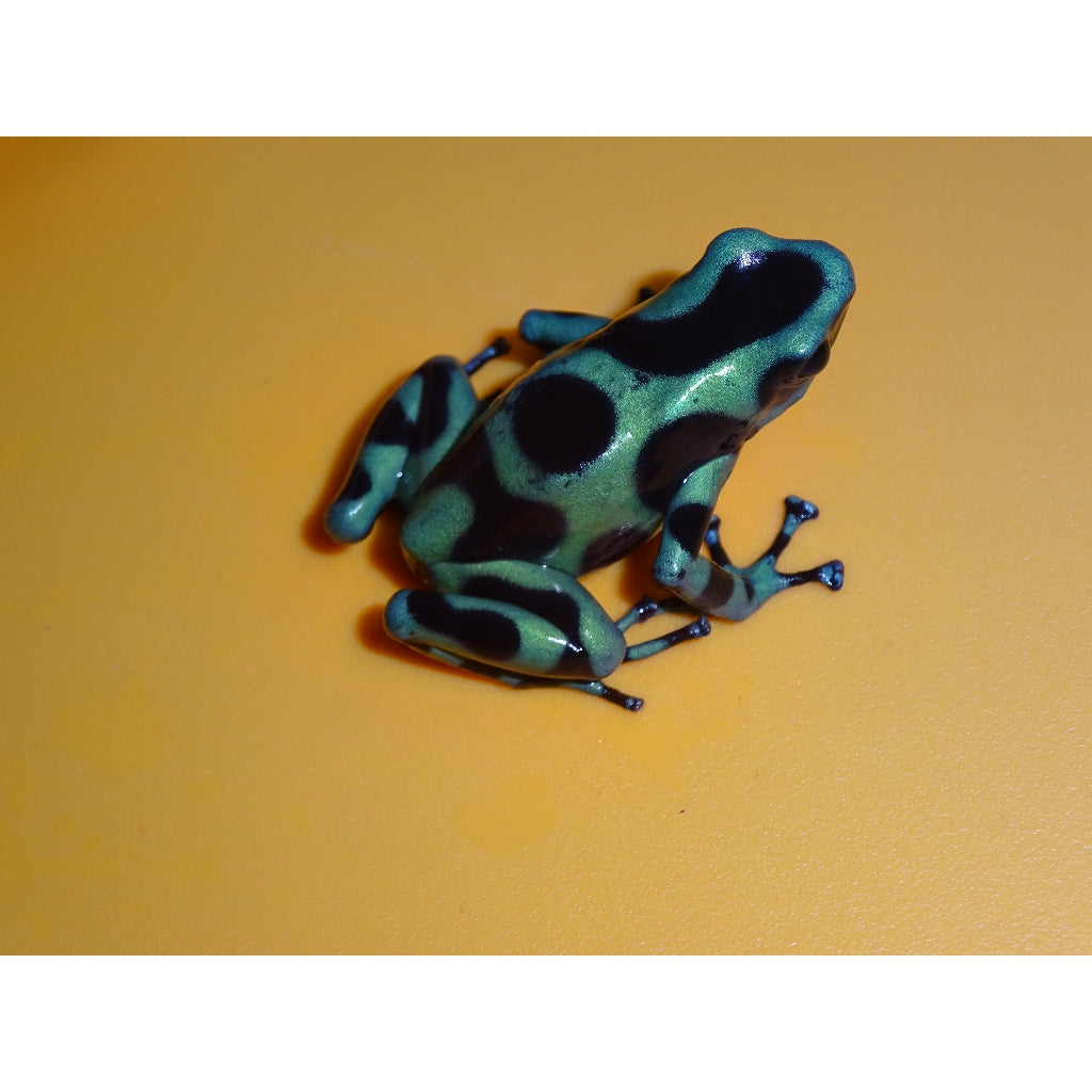 Albino Green & Black Poison Arrow Frogs | Big Apple Herp