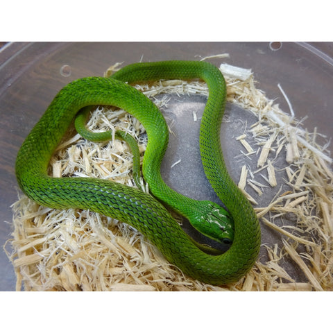 African Green Bush Snakes