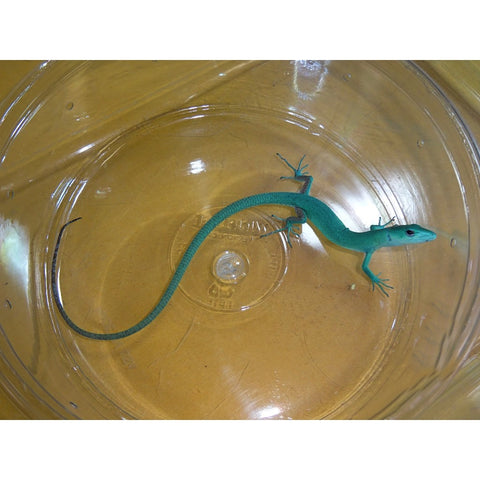 Green Keeled Lizards for sale Big Apple Herp Reptiles For Sale