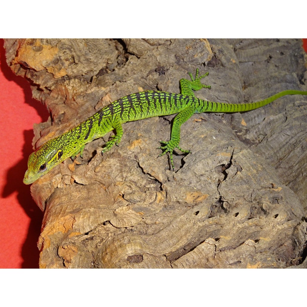 Buy Green Tree Monitors – Big Apple Herp - Reptiles For Sale