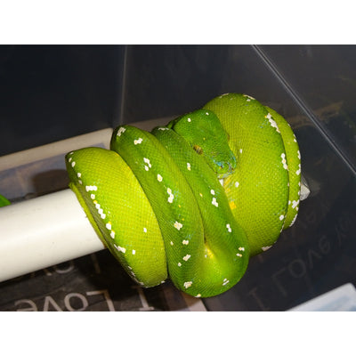 Buy Boas & Pythons With Overnight Delivery – Big Apple Pet Supply