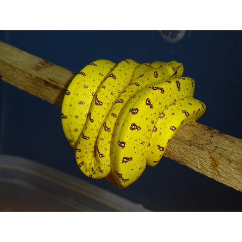 Sorong Green Tree Pythons – Big Apple Herp - Reptiles For Sale