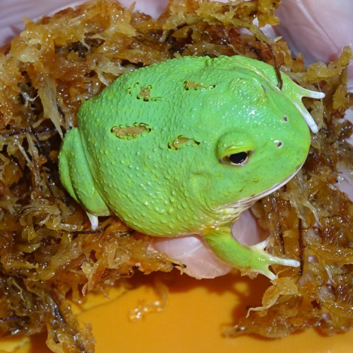 Man Frog Green Apple Pacman Frog