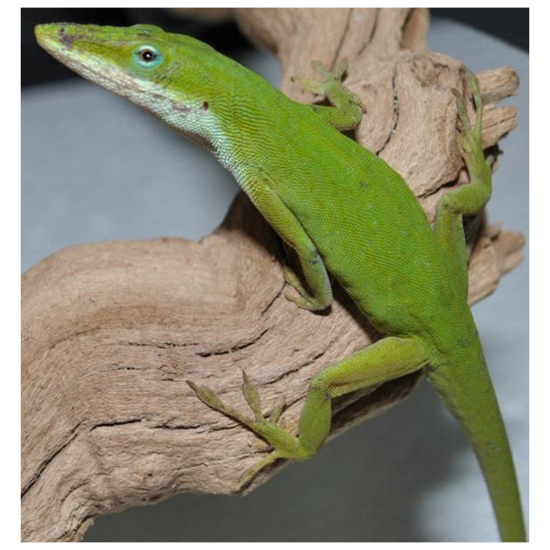Green Anoles – Big Apple Herp - Reptiles For Sale