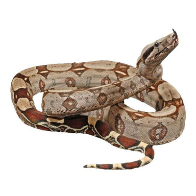 Guyana Red Tail Boas