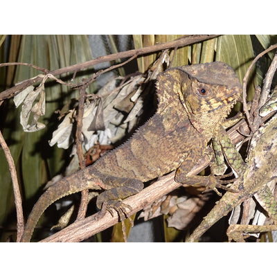 Helmeted Iguanas