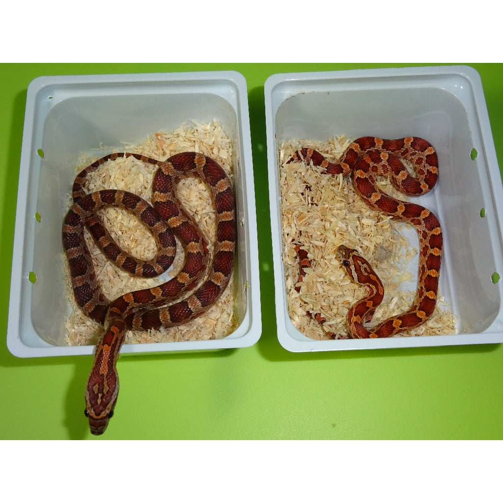 Scale Less Corn Scaleless Corn Snake Price