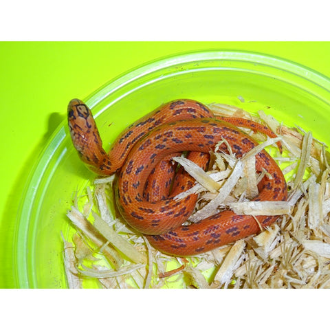 High Red Hypo Mosaic Florida Kingsnakes