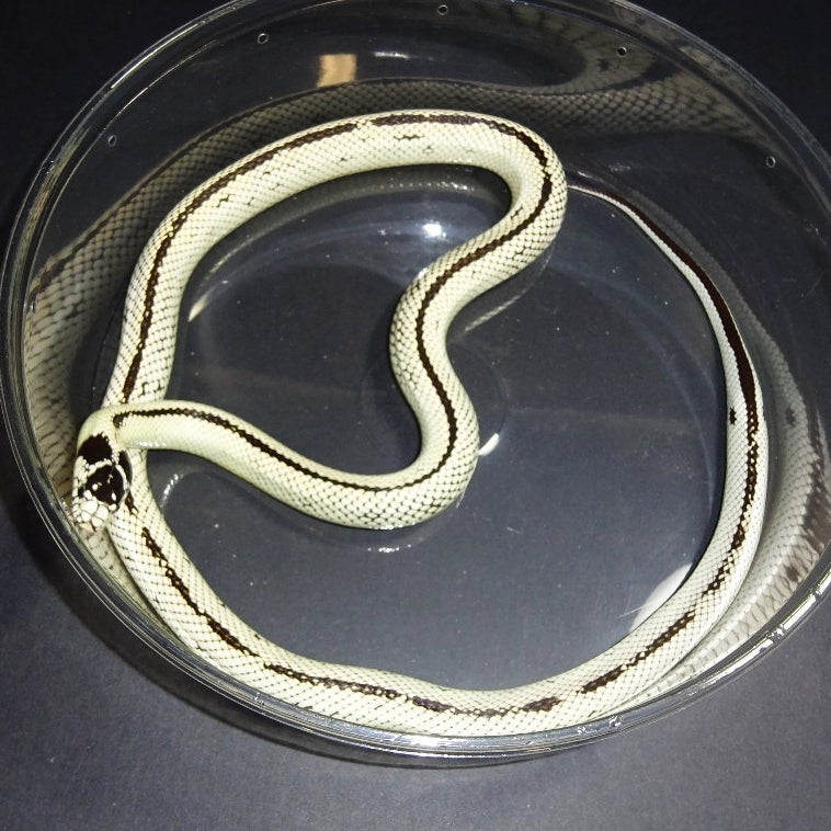 White King Snakes