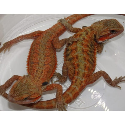 High Color Red 7-8" Bearded Dragons