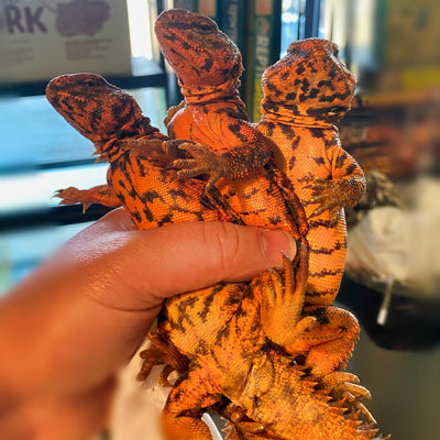 Red Niger Uromastyx (Spectacular High Red)