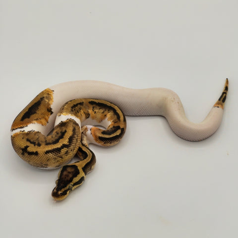 High White Pied Ball Python (Actual Photo)