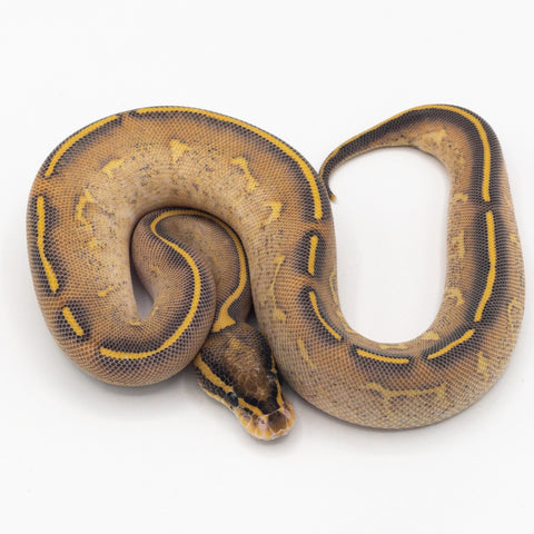 Ball Python Mixed Multi-Gene Ball Pythons for Sale – Crazy Offer on Mixed Morphs | Big ...