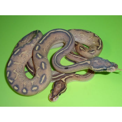 Highway Ball Python