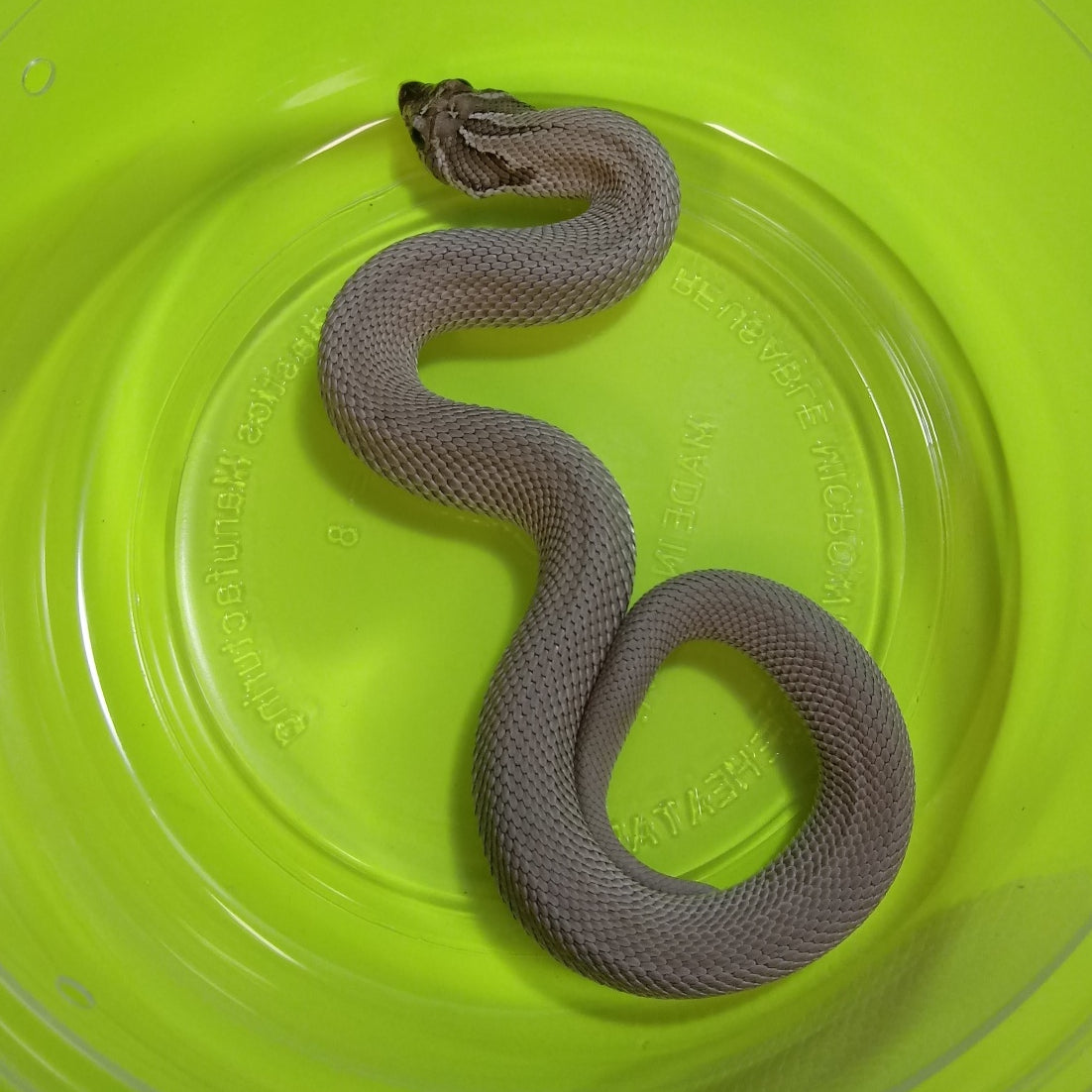 【f-arai】KING SNAKE Swamp African Wolf Snakes (Lycophidion capense) For Sale