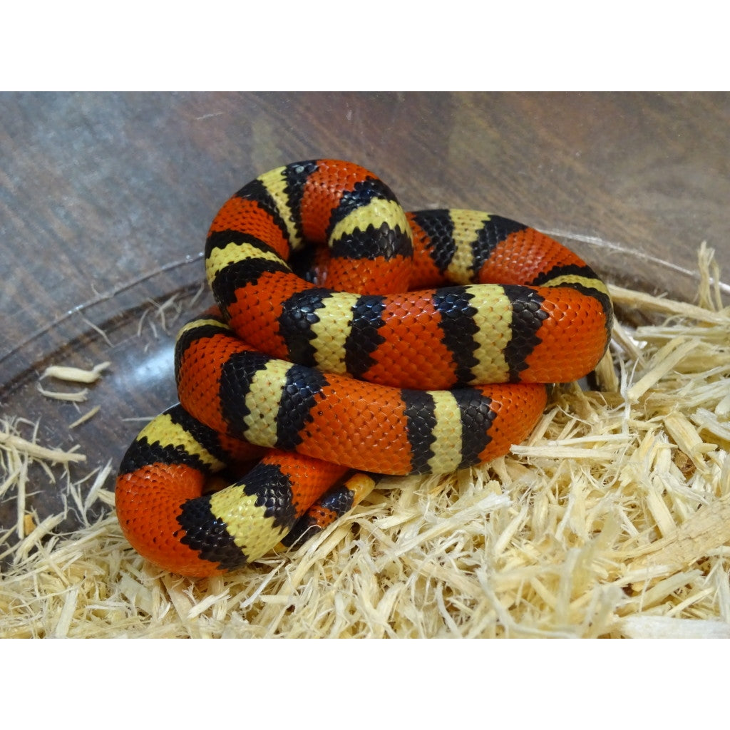 milk snake plant Honduran Milk Snake