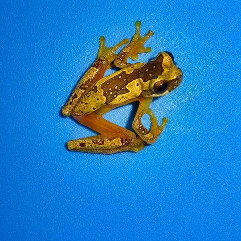 Hourglass Tree Frogs