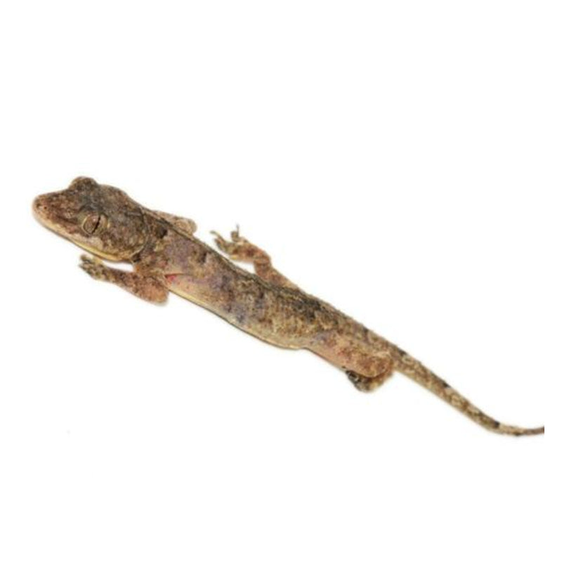 House Geckos Big Apple Herp - Main Image