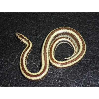 Hualapai Mt. Rosy Boas