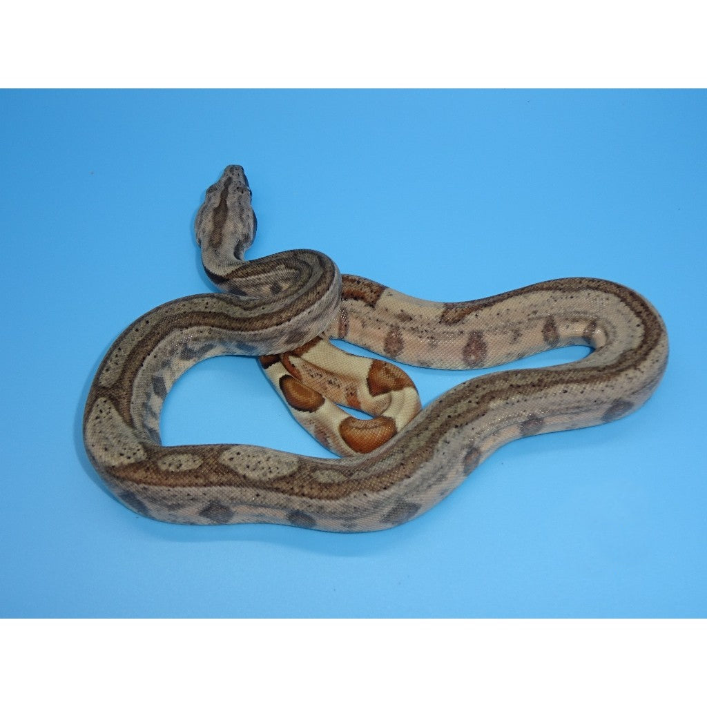 Hypo Colombian Red Tail Boas (Boa constrictor imperator)