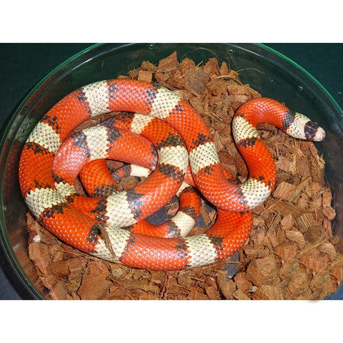 Hypo Tri-Color Honduran Milksnakes