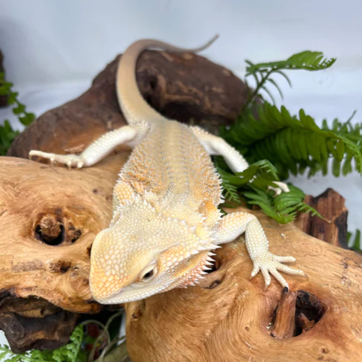 WE HAVE HYPO ZERO BEARDED DRAGON FOR SALE.