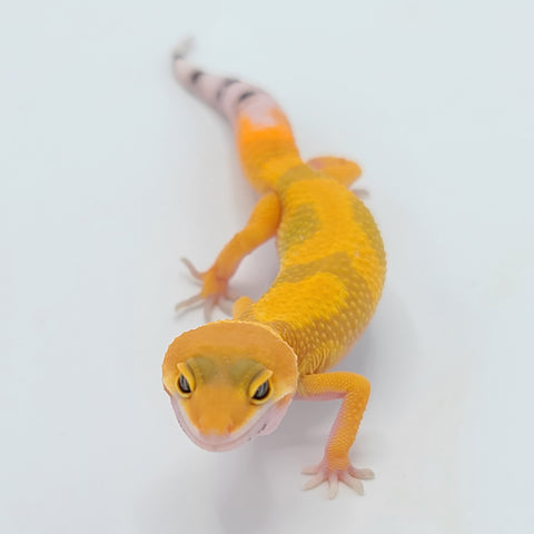 Hypo Tangerine Carrot Tail Leopard Geckos