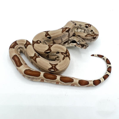 Colombian Boas