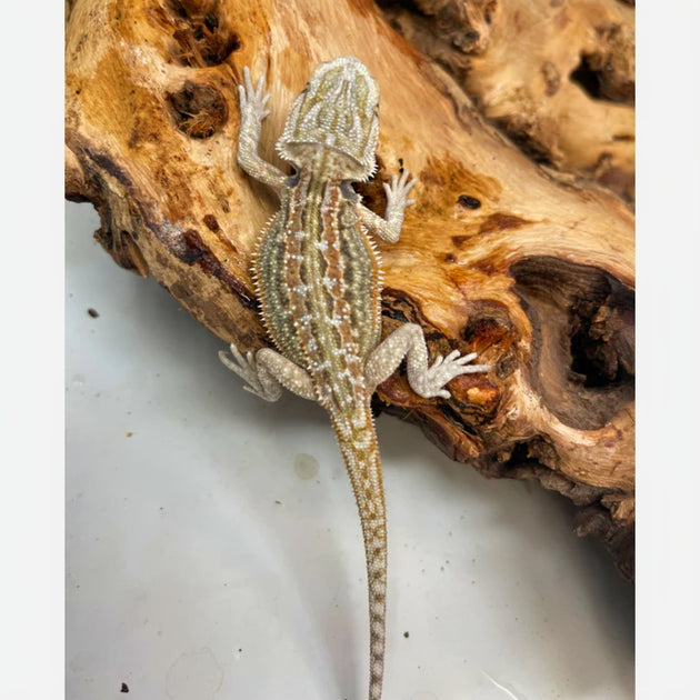 Buy Bearded Dragons Online At The Best Prices Big Apple Herp