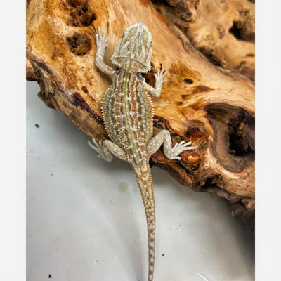 Hypo Dunner Female Bearded Dragon (Actual Photo)