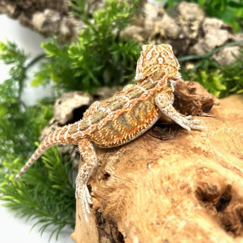 Hypo Female Bearded Dragon (Actual Photo)