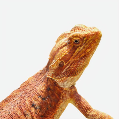 Hypo Orange Leatherback Bearded Dragons