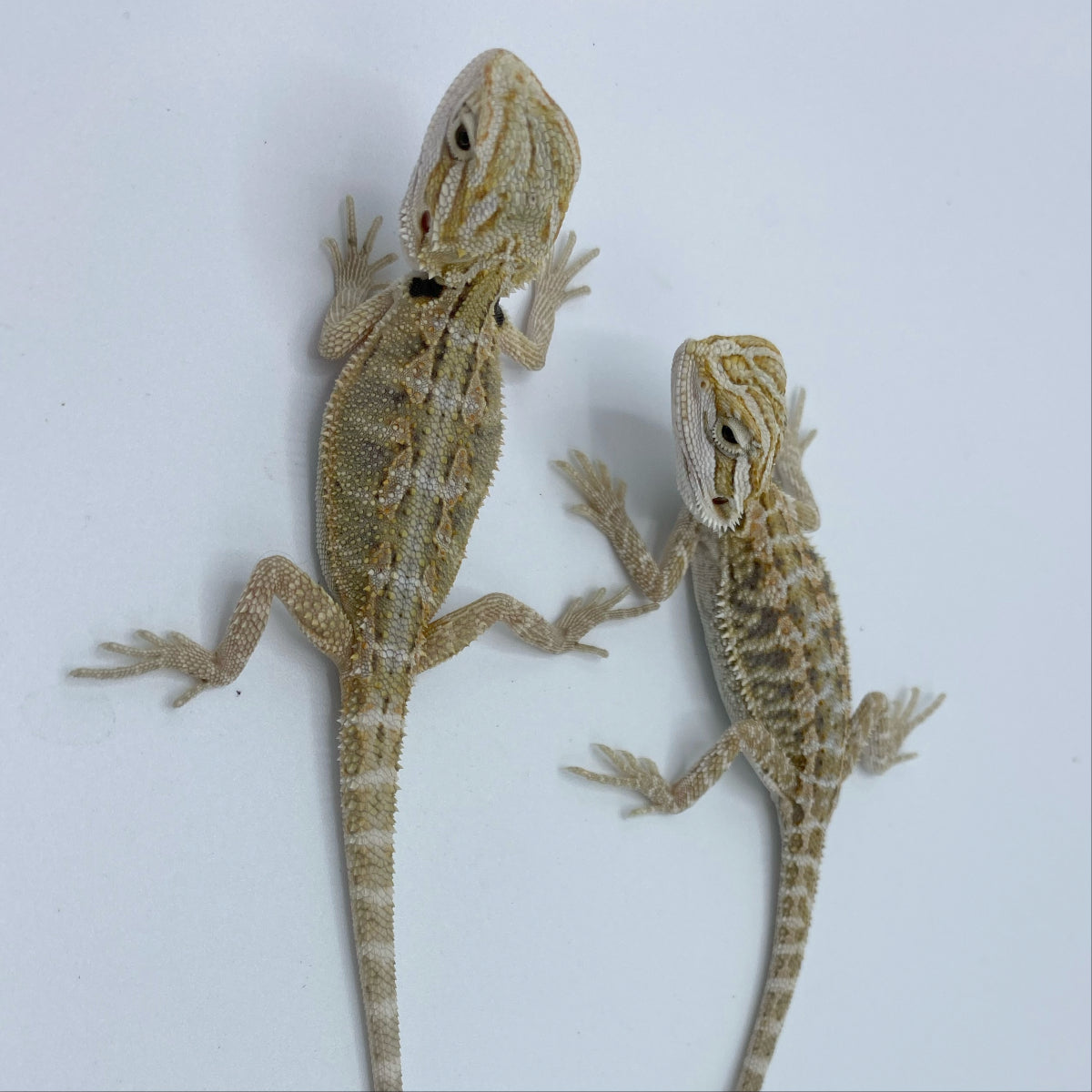 Bearded Razorback Snow Bearded Dragons