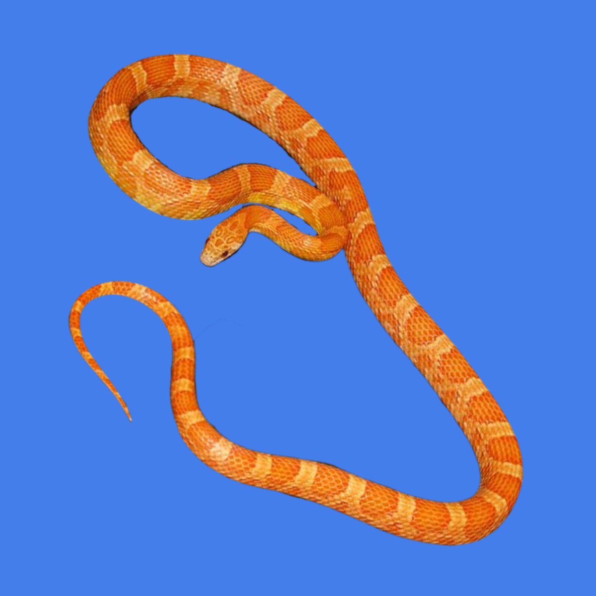 Corn snake shop Clearance