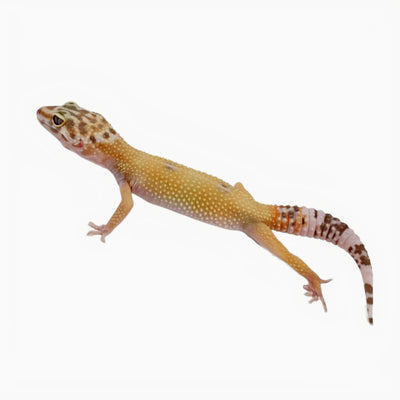 Hypo Tangerine Albino Leopard Geckos