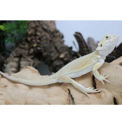 Hypo Witblits Male Bearded Dragon (Actual Photo)