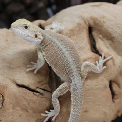 Hypo Witblits Male Bearded Dragon (Actual Photo)