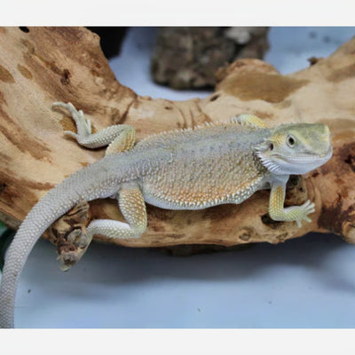 Witblits Bearded Dragons