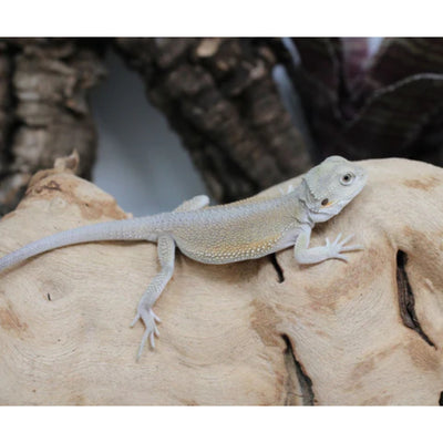 Hypo Witblits Female Bearded Dragon (Actual Photo)